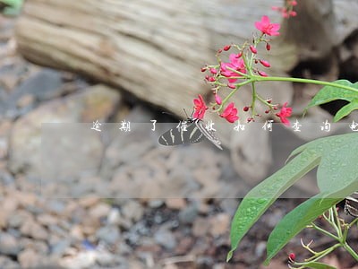 逾期了催收如何查询电话号码 逾期了催收如何查询电话号码