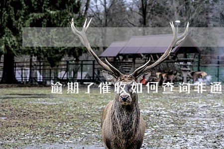 逾期了催收如何查询非通讯录 逾期了催收如何查询非通讯录
