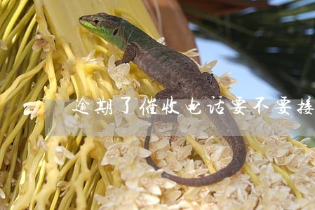逾期了催收电话要不要接 逾期了催收电话要不要接