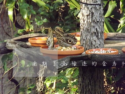 逾期了免除违约金为什么利息翻倍 逾期了免除违约金为什么利息翻倍