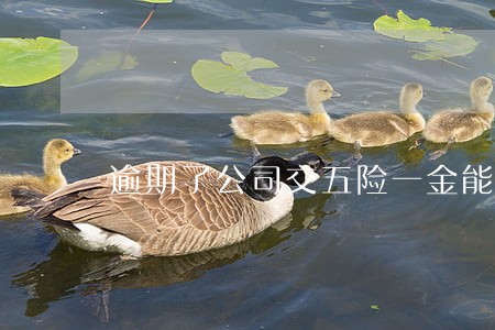 逾期了公司交五险一金能发现吗 逾期了公司交五险一金能发现吗