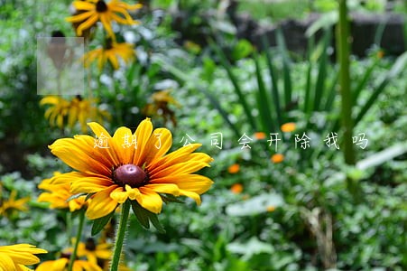 逾期了公司会开除我吗 逾期了公司会开除我吗