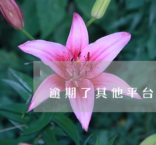 逾期了其他平台都不放款了 逾期了其他平台都不放款了