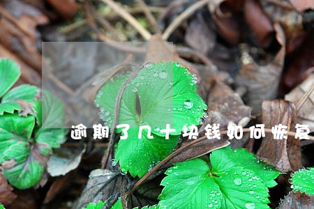 逾期了几十块钱如何恢复征信 逾期了几十块钱如何恢复征信