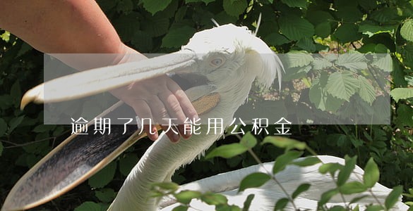逾期了几天能用公积金 逾期了几天能用公积金