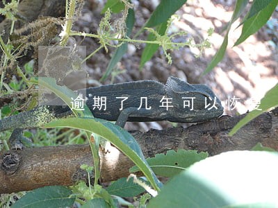 逾期了几年可以恢复 逾期了几年可以恢复