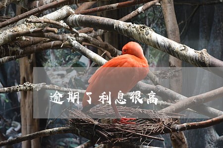 逾期了利息很高 逾期了利息很高