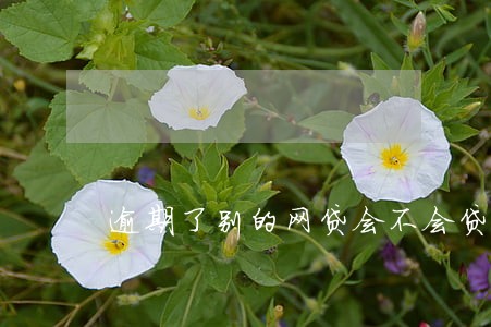 逾期了别的网贷会不会贷 逾期了别的网贷会不会贷