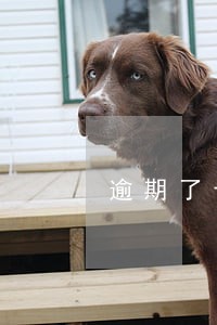 逾期了十几个高炮口子还能借吗 逾期了十几个高炮口子还能借吗