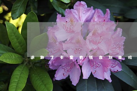 逾期了卡里有钱会划走吗 逾期了卡里有钱会划走吗