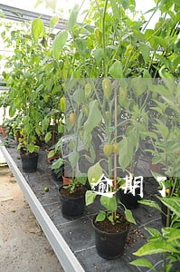 逾期了卡里有钱还能自动还款吗 逾期了卡里有钱还能自动还款吗
