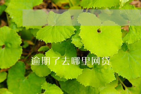 逾期了去哪里网贷 逾期了去哪里网贷