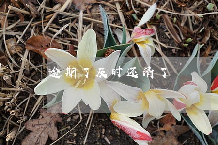 逾期了及时还清了 逾期了及时还清了