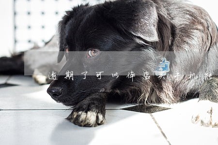 逾期了可以体店买手机能分期
