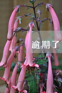 逾期了可以做车子抵押贷款吗 逾期了可以做车子抵押贷款吗