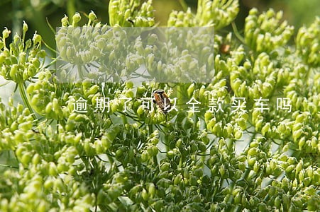逾期了可以全款买车吗 逾期了可以全款买车吗