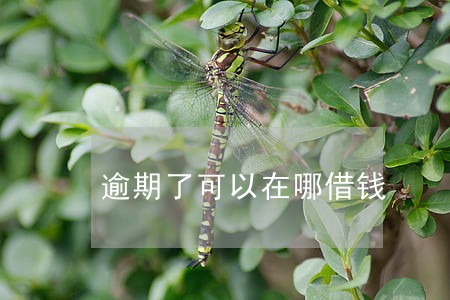 逾期了可以在哪借钱 逾期了可以在哪借钱