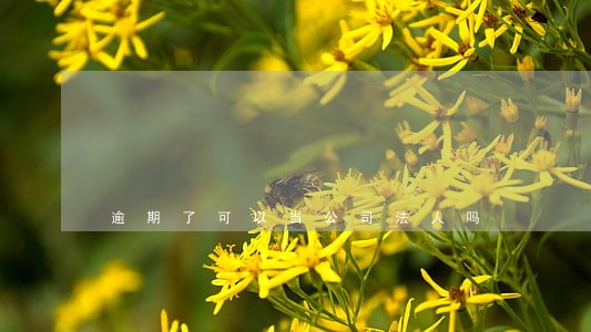 逾期了可以当公司法人吗 逾期了可以当公司法人吗