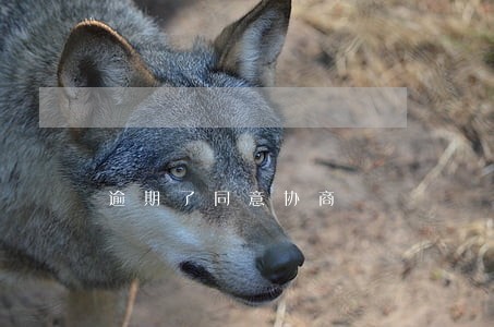 逾期了同意协商 逾期了同意协商