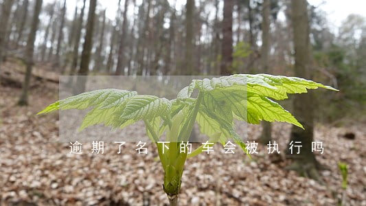 逾期了名下的车会被执行吗 逾期了名下的车会被执行吗