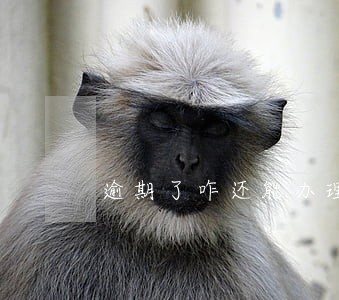 逾期了咋还能办理民生银行信用卡 逾期了咋还能办理民生银行信用卡
