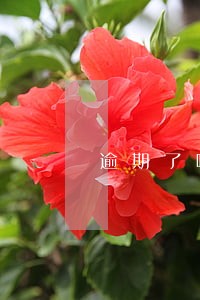 逾期了哪个平台可以贷款吗 逾期了哪个平台可以贷款吗