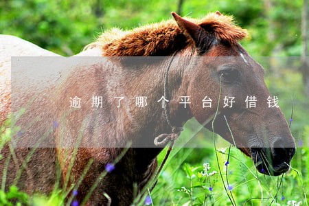 逾期了哪个平台好借钱 逾期了哪个平台好借钱
