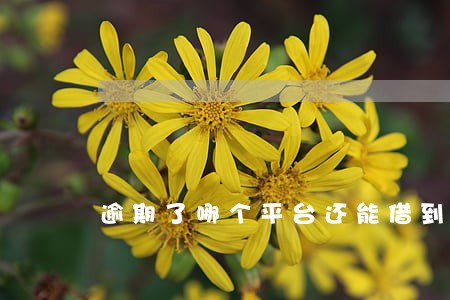 逾期了哪个平台还能借到钱 逾期了哪个平台还能借到钱