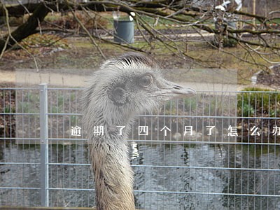 逾期了四个月了怎么办 逾期了四个月了怎么办