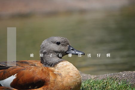 逾期了在哪借钱好啊 逾期了在哪借钱好啊