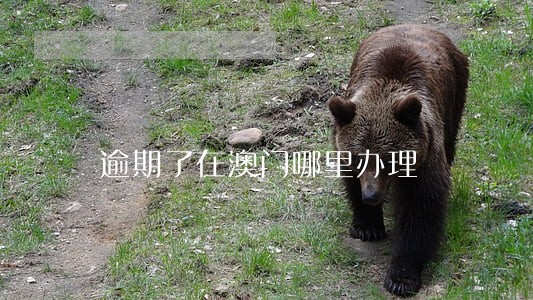 逾期了在澳门哪里办理 逾期了在澳门哪里办理