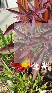 逾期了多个平台还能下款的口子