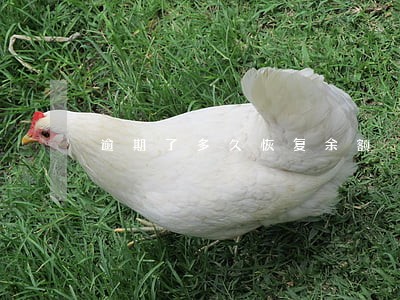 逾期了多久恢复余额 逾期了多久恢复余额