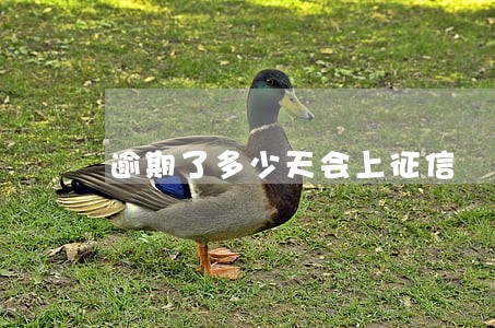 逾期了多少天会上征信 逾期了多少天会上征信