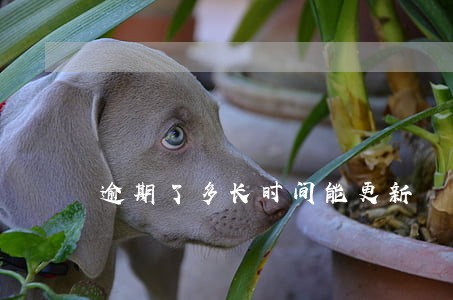 逾期了多长时间能更新 逾期了多长时间能更新