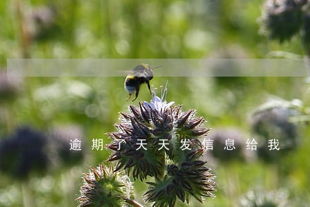 逾期了天天发信息给我 逾期了天天发信息给我