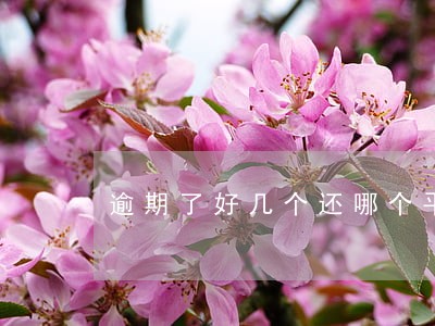 逾期了好几个还哪个平台可以贷 逾期了好几个还哪个平台可以贷