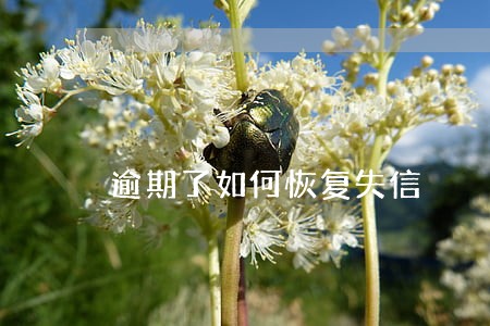 逾期了如何恢复失信 逾期了如何恢复失信