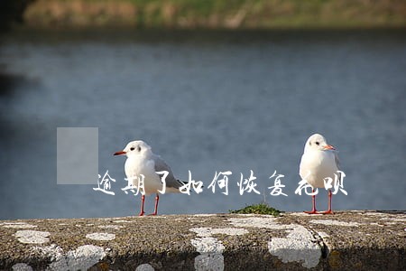 逾期了如何恢复花呗 逾期了如何恢复花呗