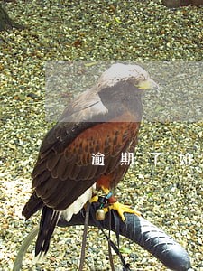 逾期了如何用房子抵押贷款 逾期了如何用房子抵押贷款
