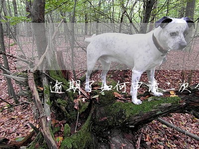 逾期了如何申请二次分期 逾期了如何申请二次分期