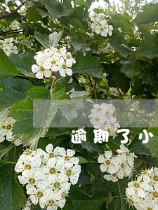 逾期了小米随星借会仲裁吗 逾期了小米随星借会仲裁吗