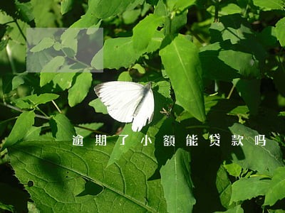 逾期了小额能贷款吗 逾期了小额能贷款吗