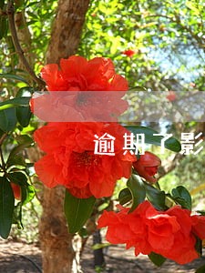逾期了影响社保吗 逾期了影响社保吗