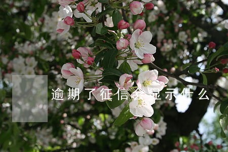 逾期了征信会显示什么 逾期了征信会显示什么