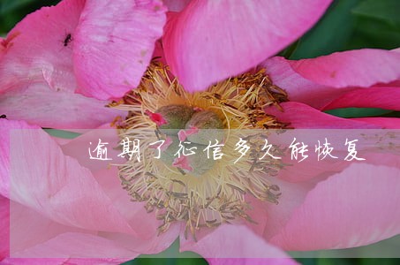 逾期了征信多久能恢复 逾期了征信多久能恢复