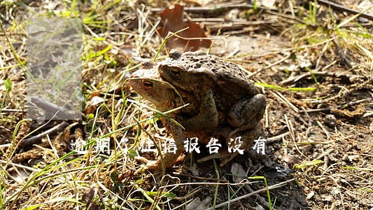 逾期了征信报告没有 逾期了征信报告没有