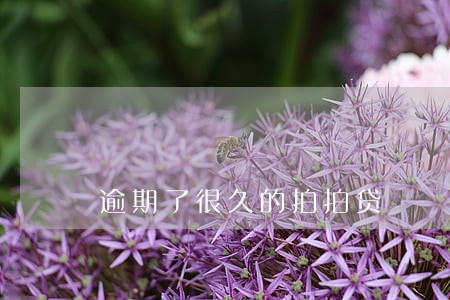 逾期了很久的拍拍贷 逾期了很久的拍拍贷