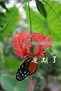 逾期了怎么会进入黑名单 逾期了怎么会进入黑名单