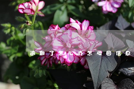 逾期了怎么办怎么回信息 逾期了怎么办怎么回信息